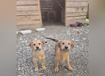 Christina - ich suche ein liebevolles Zuhause, also such ich dich