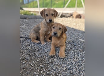 Christina - ich suche ein liebevolles Zuhause, also such ich dich