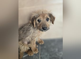 Christina - ich suche ein liebevolles Zuhause, also such ich dich