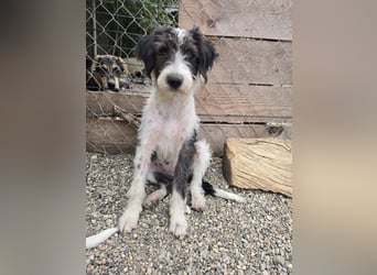Liv, sucht dich das du ihr zeigst, wie sie ein toller Familienhund wird