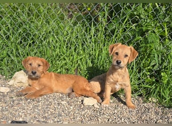 Christina - ich suche ein liebevolles Zuhause, also such ich dich