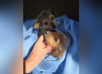 Christina - ich suche ein liebevolles Zuhause, also such ich dich