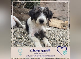 Liv, sucht dich das du ihr zeigst, wie sie ein toller Familienhund wird