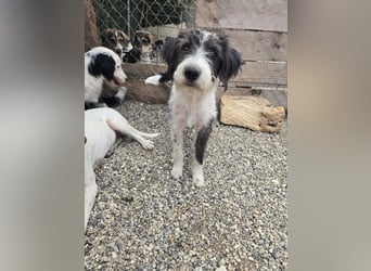 Liv, sucht dich das du ihr zeigst, wie sie ein toller Familienhund wird