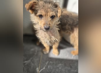 Christina - ich suche ein liebevolles Zuhause, also such ich dich