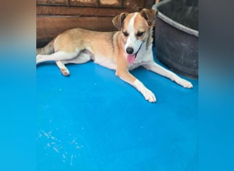 Nesa - sucht ihren best Buddy und ein liebevolles für immer zuhause - bei Dir ?