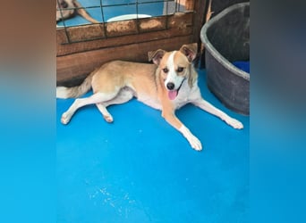 Nesa - sucht ihren best Buddy und ein liebevolles für immer zuhause - bei Dir ?