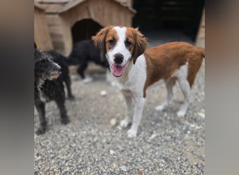 Lola - sucht liebevolle Familie für immer - bist es Du ?