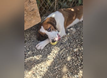 Lola - sucht liebevolle Familie für immer - bist es Du ?