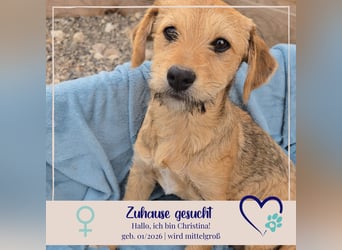 Christina - ich suche ein liebevolles Zuhause, also such ich dich