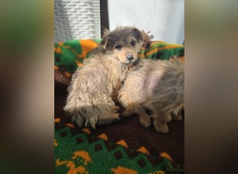 Christina - ich suche ein liebevolles Zuhause, also such ich dich