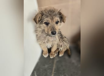 Christina - ich suche ein liebevolles Zuhause, also such ich dich