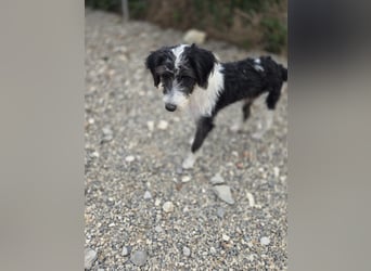 Liv, sucht dich das du ihr zeigst, wie sie ein toller Familienhund wird