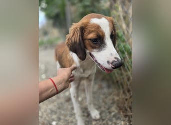Lola - sucht liebevolle Familie für immer - bist es Du ?