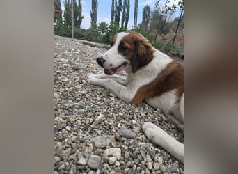 Lola - sucht liebevolle Familie für immer - bist es Du ?