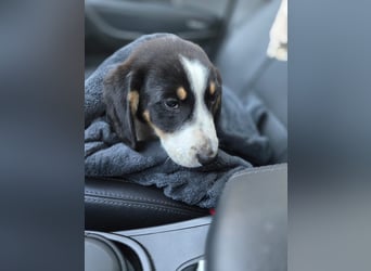 Aruna sucht dich - ja dich