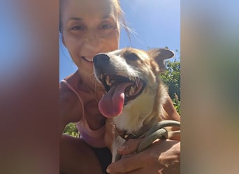 Nesa - sucht ihren best Buddy und ein liebevolles für immer zuhause - bei Dir ?