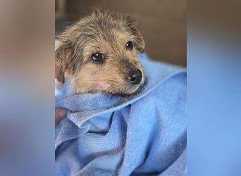 Christina - ich suche ein liebevolles Zuhause, also such ich dich