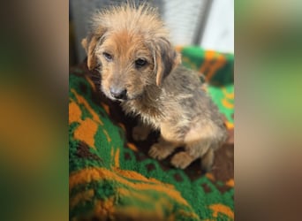 Christoph sucht ein warmes Zuhause - bist du es ?