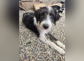Liv, sucht dich das du ihr zeigst, wie sie ein toller Familienhund wird