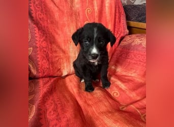 ❤️ Raffa – Fröhlicher Wirbelwind