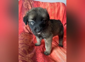  Robby – Der lebensfrohe Sonnenschein﻿