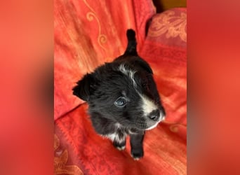  Amber – kleine liebevolle Seele