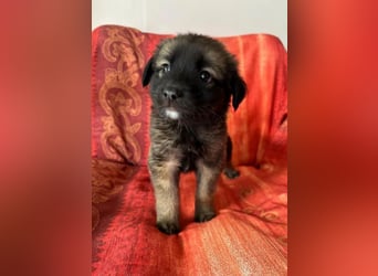  Robby – Der lebensfrohe Sonnenschein﻿