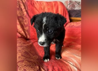  Amber – kleine liebevolle Seele