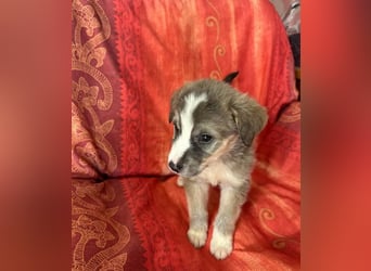  Horst – Der sanfte Beobachter