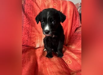 ❤️ Raffa – Fröhlicher Wirbelwind