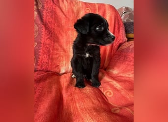 ❤️ Raffa – Fröhlicher Wirbelwind