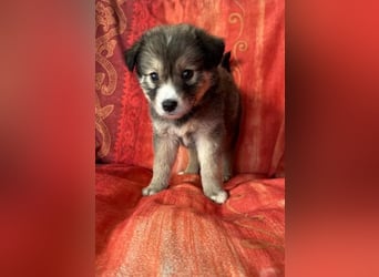 Skyla – mutige Abenteurerin 