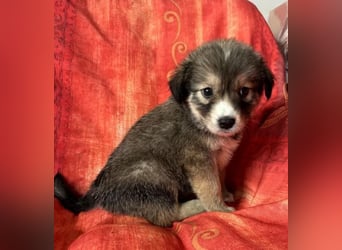 Skyla – mutige Abenteurerin 