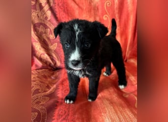  Amber – kleine liebevolle Seele