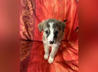  Horst – Der sanfte Beobachter