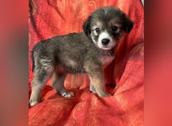 Skyla – mutige Abenteurerin 