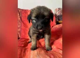  Robby – Der lebensfrohe Sonnenschein﻿