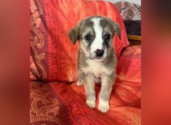  Horst – Der sanfte Beobachter