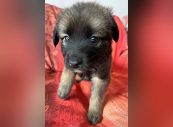  Robby – Der lebensfrohe Sonnenschein﻿