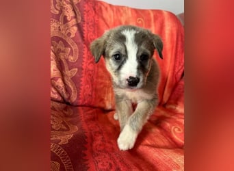  Horst – Der sanfte Beobachter