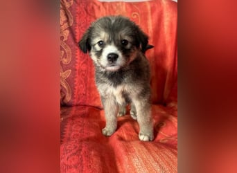 Skyla – mutige Abenteurerin 