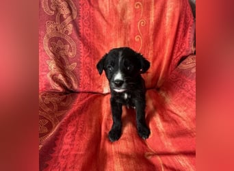 ❤️ Raffa – Fröhlicher Wirbelwind