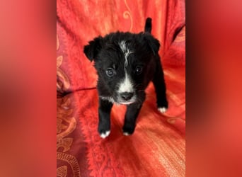  Amber – kleine liebevolle Seele