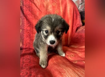 Skyla – mutige Abenteurerin 