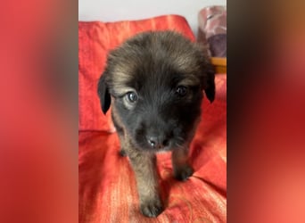  Robby – Der lebensfrohe Sonnenschein﻿