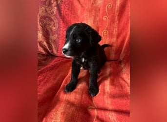 ❤️ Raffa – Fröhlicher Wirbelwind