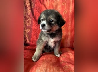 Skyla – mutige Abenteurerin 