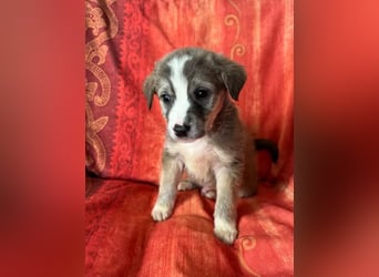  Horst – Der sanfte Beobachter