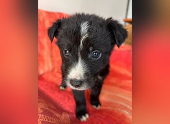  Amber – kleine liebevolle Seele